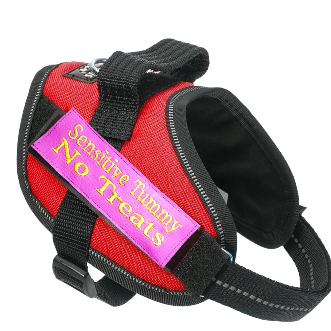 Harness for dog