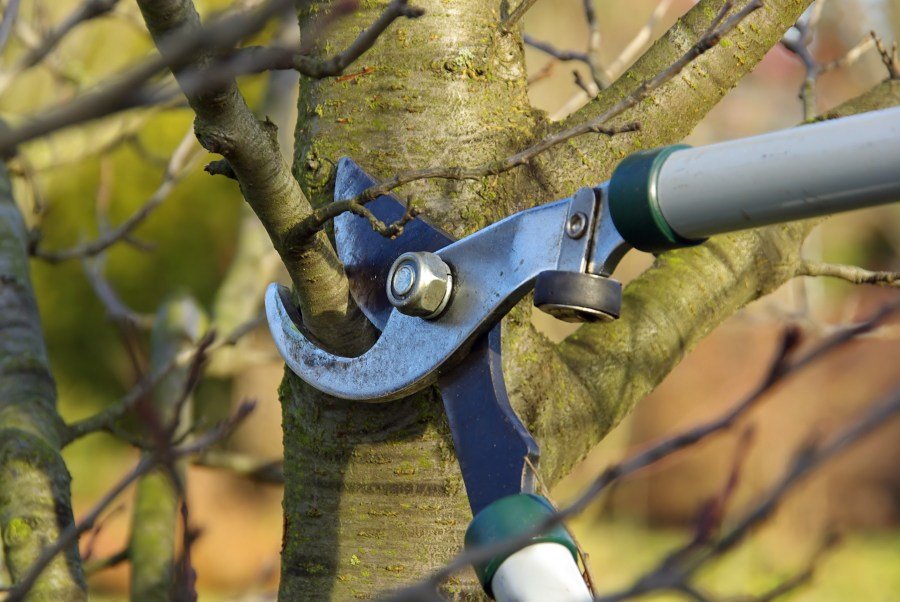 tree branch and leaf removal