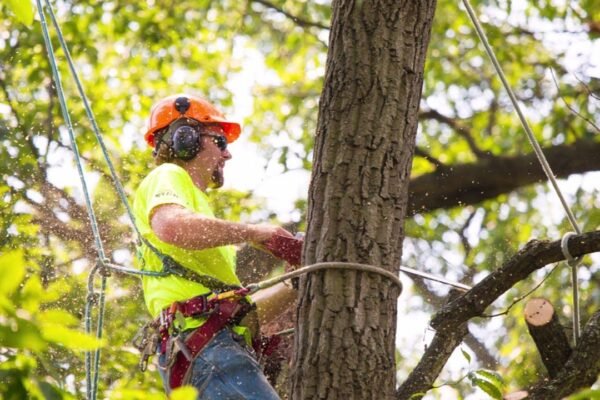 tree services