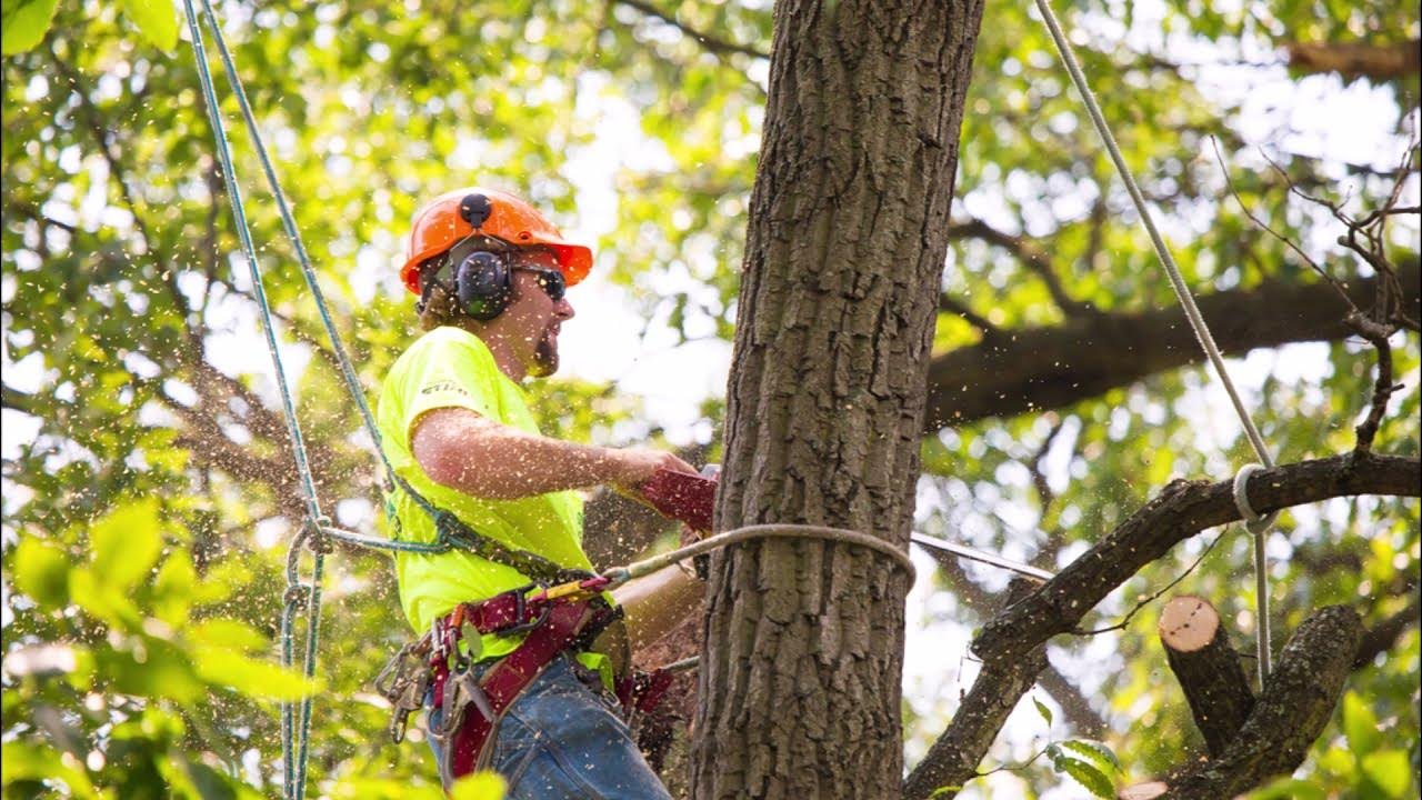 tree services