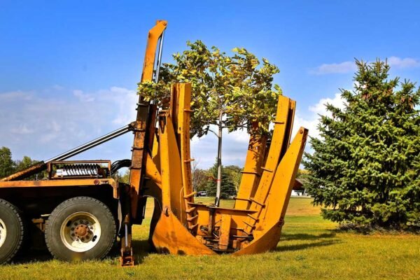 tree transplanting services