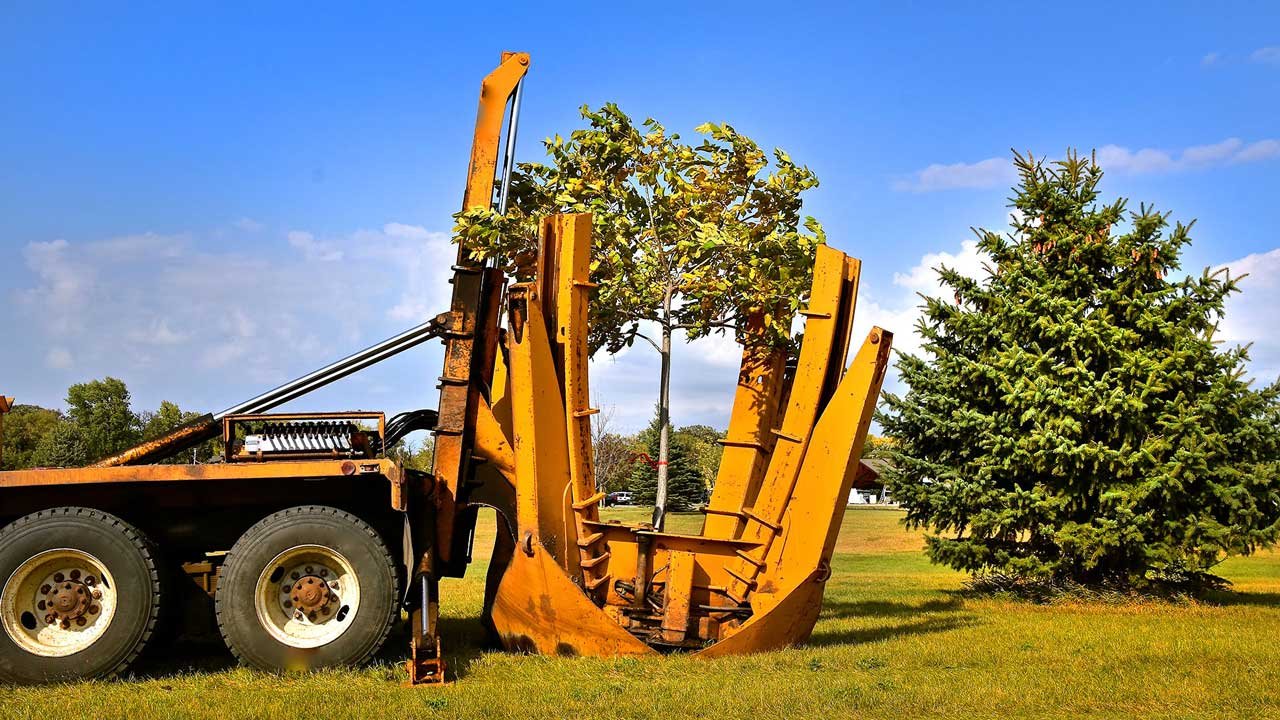 tree transplanting services