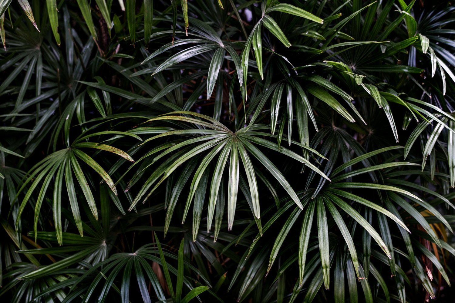 palm plants