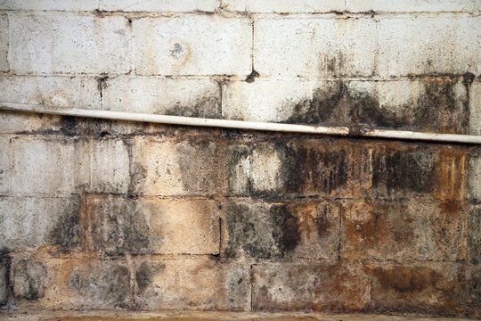 How To Remove Mold From Concrete Basement Wall