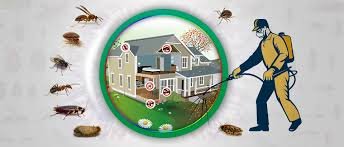 Termite Treatment Services in Lahore