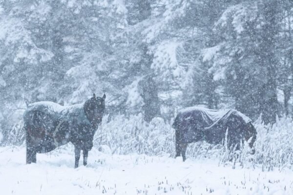 winter horse rugs australia