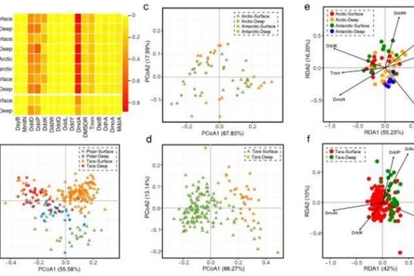 how-to-detect-microbial-sulfur-cycling-networks-by-metagenomes