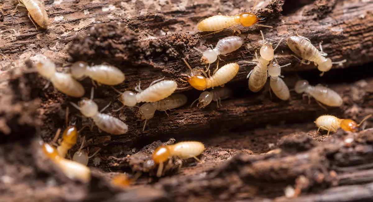 pest control termite treatment