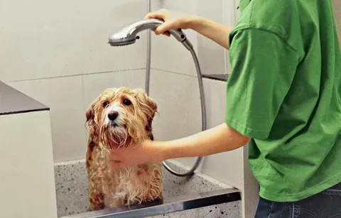 pet bath services