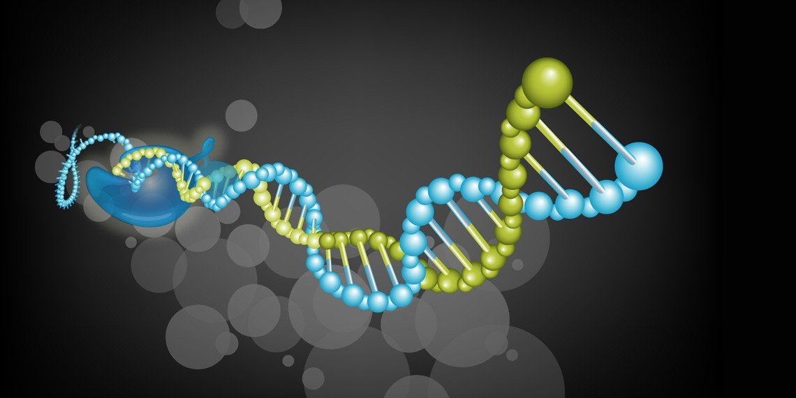 qPCR analysis