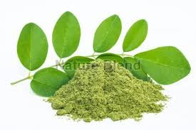 moringa powder manufacturer in india