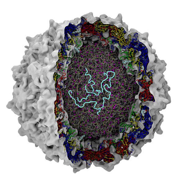 Oncolytic Virus Therapies Market