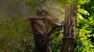 Tree Surgeon Dudley